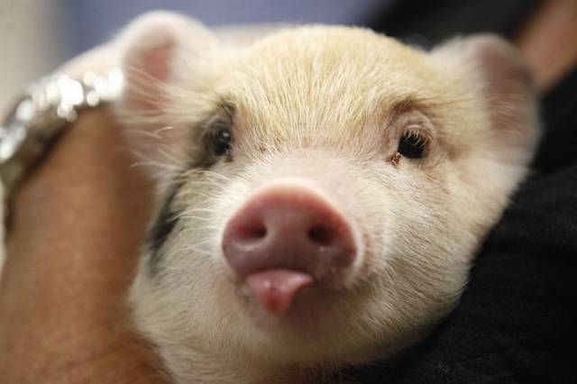 daily picdump weekend edition 75 pics 36.html - 75 HD Photos | Premium Gallery 2016