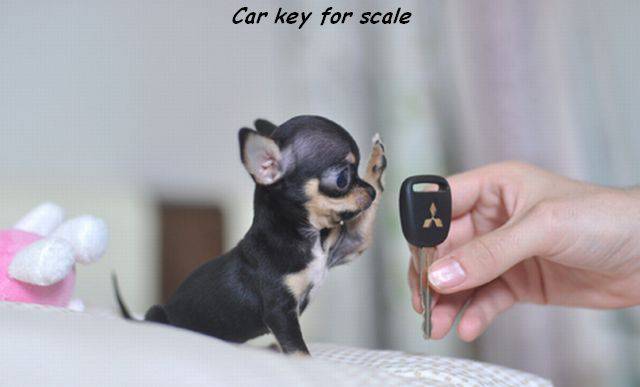 daily picdump weekend edition 75 pics 36.html - 75 HD Photos | Premium Gallery 2016