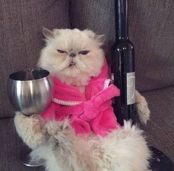 daily picdump weekend edition 65 pics 21.html - 65 HD Photos | Premium Gallery 2016