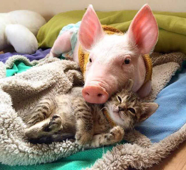 daily picdump 88 pics 41.html - 88 HD Photos | Premium Gallery 2016