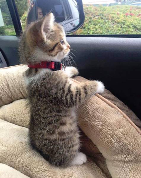 daily picdump weekend edition 54 pics 21.html - 54 HD Photos | Premium Gallery 2016