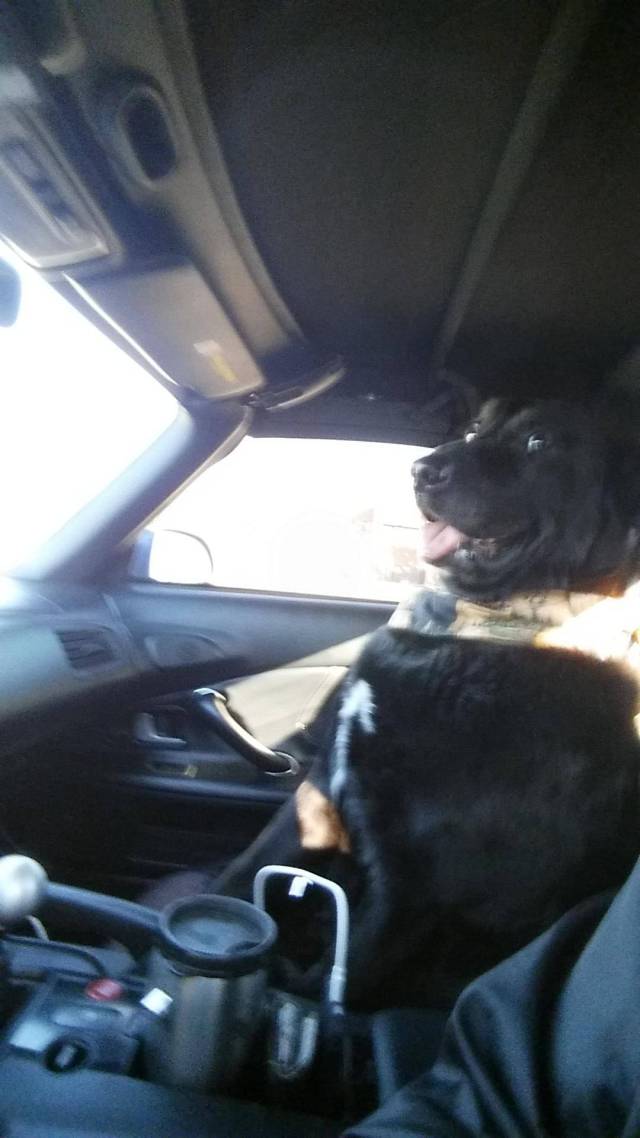 daily picdump weekend edition 54 pics 21.html - 54 HD Photos | Premium Gallery 2016