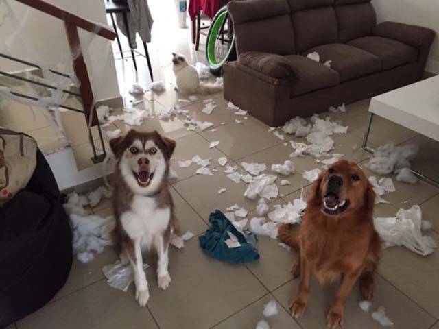 Morning Picdump