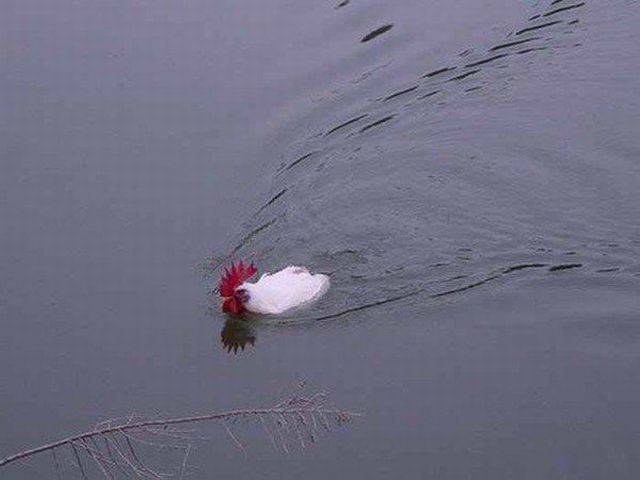 daily picdump 88 pics 38.html - 88 HD Photos | Premium Gallery 2016