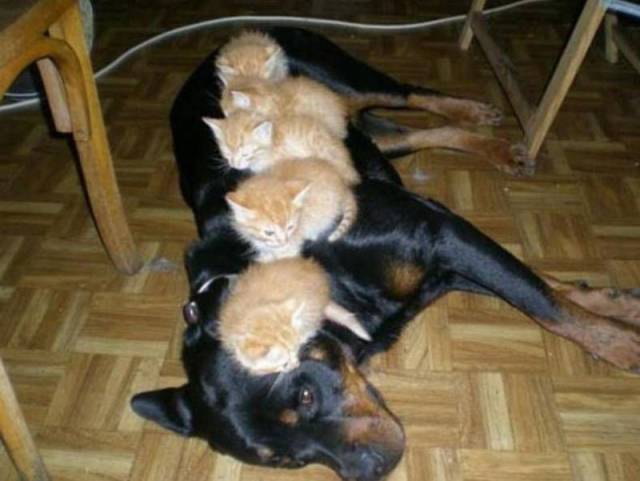 daily picdump 99 pics 41.html - 99 HD Photos | Premium Gallery 2016