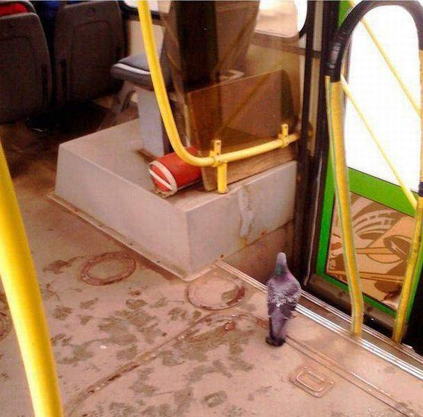 daily picdump 99 pics 41.html - 99 HD Photos | Premium Gallery 2016