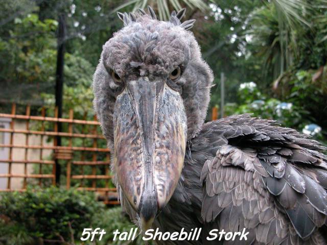 daily picdump 96 pics 39.html - 96 HD Photos | Premium Gallery 2016