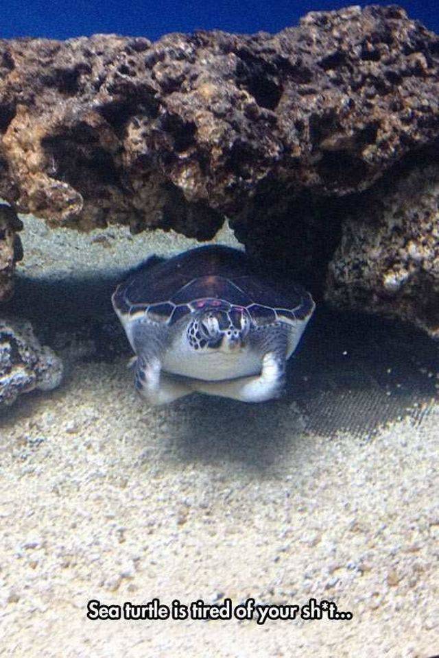 daily picdump 100 pics 42.html - 100 HD Photos | Premium Gallery 2016