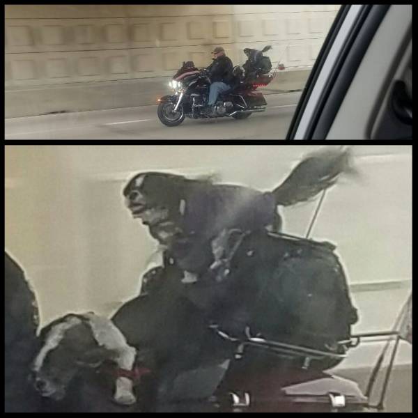 daily picdump 96 pics 41.html - 96 HD Photos | Premium Gallery 2016