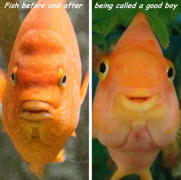 daily picdump 92 pics 35.html - 92 HD Photos | Premium Gallery 2016