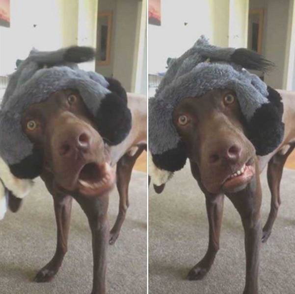 daily picdump 92 pics 35.html - 92 HD Photos | Premium Gallery 2016