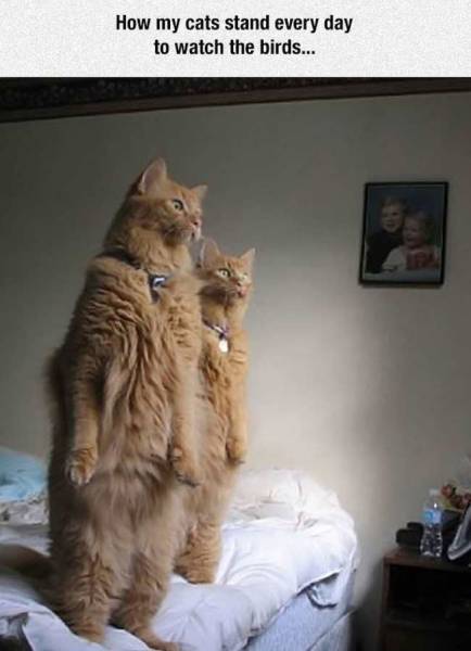 daily picdump 98 pics 45.html - 98 HD Photos | Premium Gallery 2016