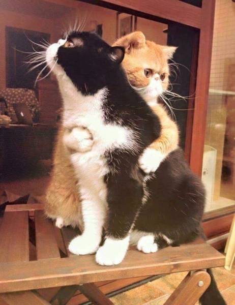 daily picdump weekend edition 81 pics 3.html - 81 HD Photos | Premium Gallery 2017