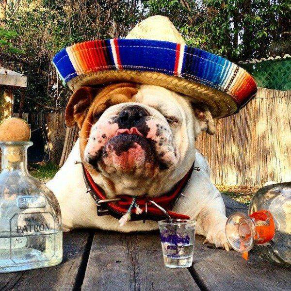 Daily Picdump