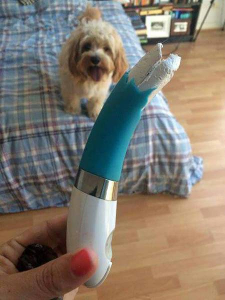 Daily Picdump