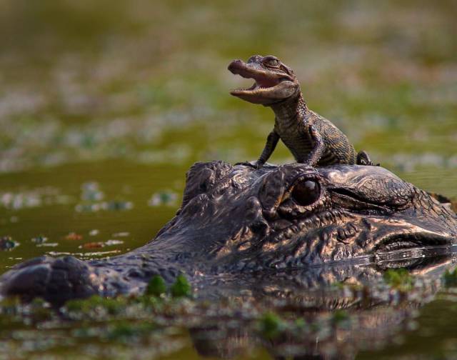 daily picdump 96 pics 33.html - 96 HD Photos | Premium Gallery 2017