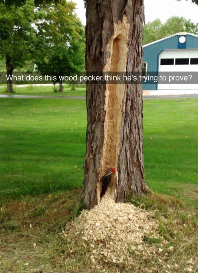 Funny Picdump
