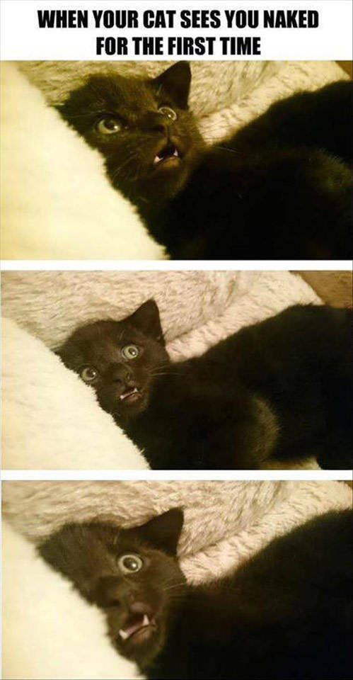 funny picdump 52 pics 14.html - 52 HD Photos | Premium Gallery 2017