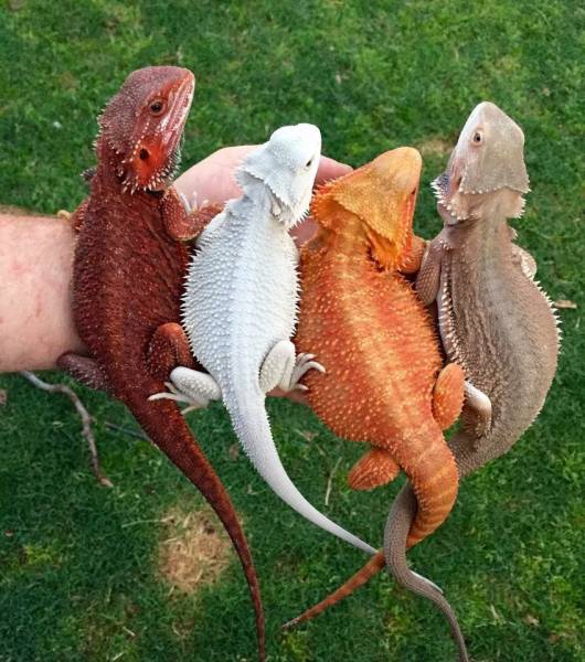 Daily Picdump