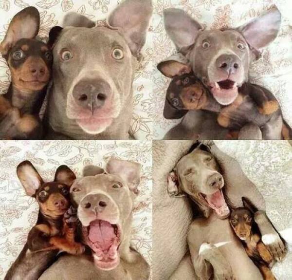 Daily Picdump