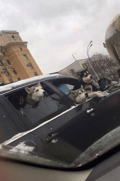 Daily Picdump