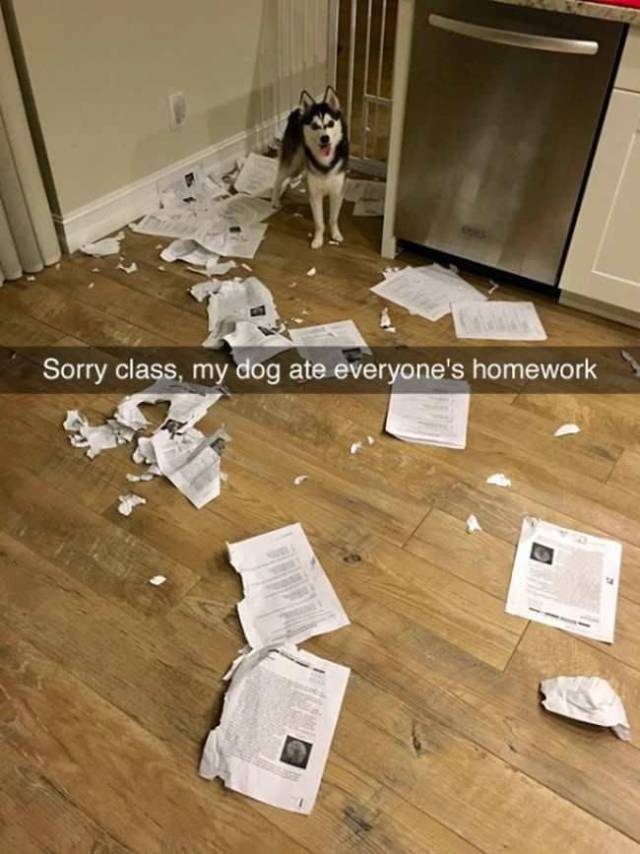 Daily Picdump