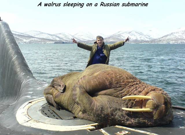 daily picdump 98 pics 12.html - 98 HD Photos | Premium Gallery 2017