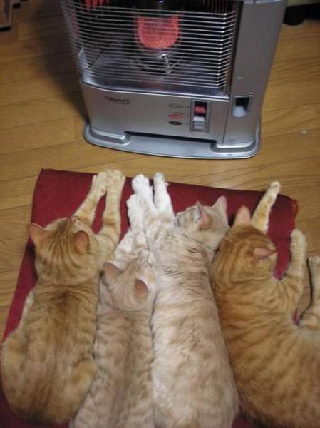 daily picdump 98 pics 12.html - 98 HD Photos | Premium Gallery 2017